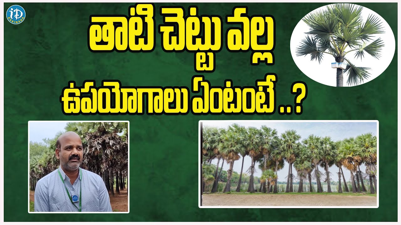 Scientist About Palm Trees Uses Types Of Palm Tress iD Kakinada