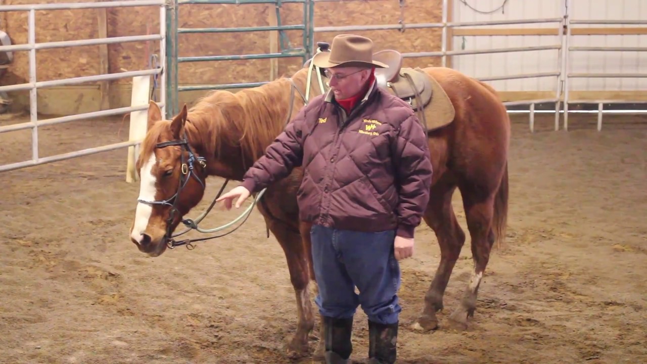 Bridling A Horse (with string halter under the bridle) Part 1 YouTube