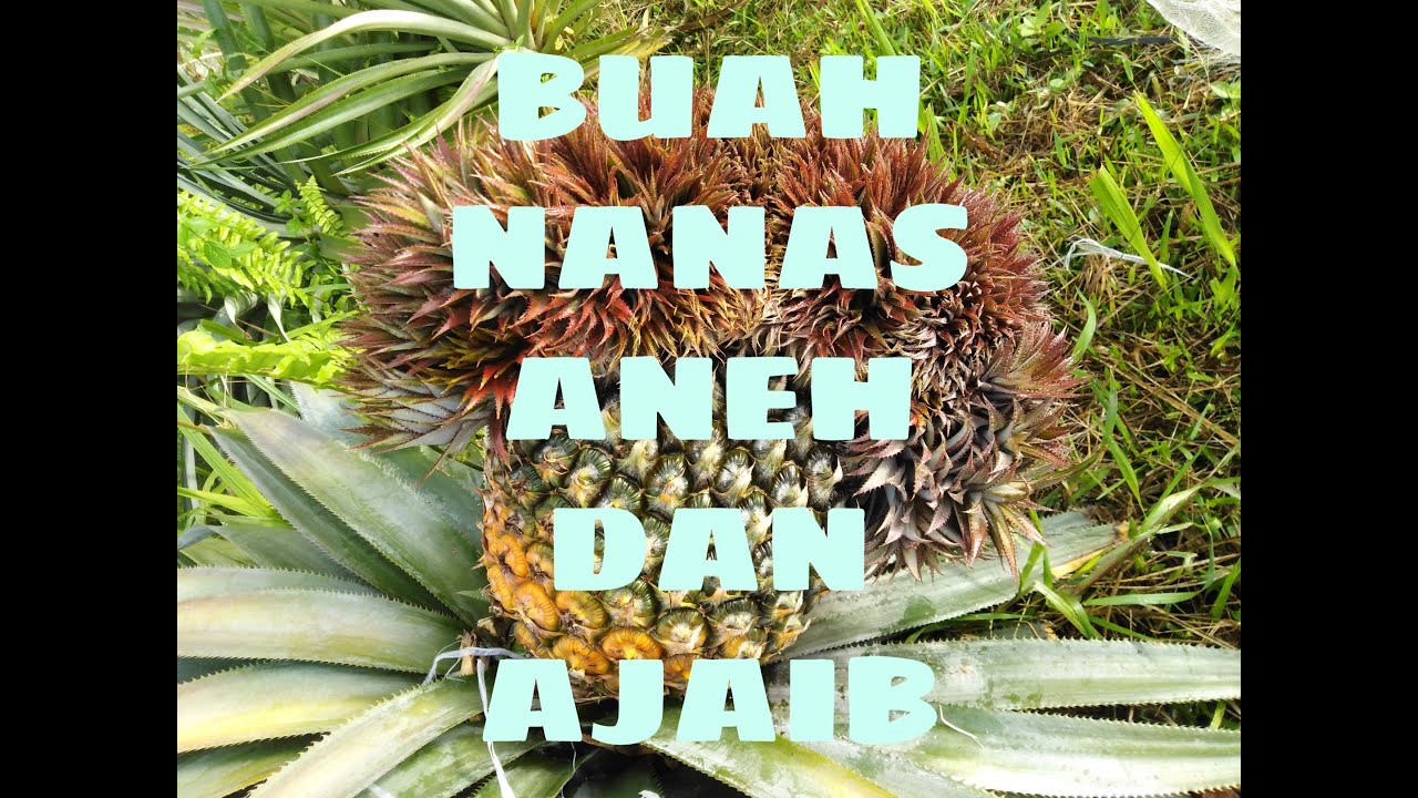Buah nanas aneh.. 