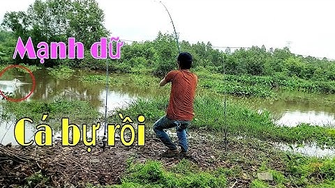 Câu cá tra sông lên cá bự bự / river fishing || Cúc Nguyễn Official