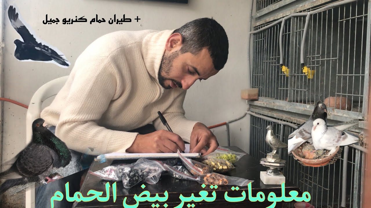 طريق تغير البيض للحمام خينيسي الاحماح    توكيل +تولع في حمام كنريو  راءع جدًا + دوفع ثالث الخواتم