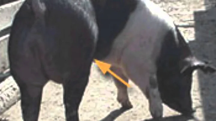 Market Swine Judging