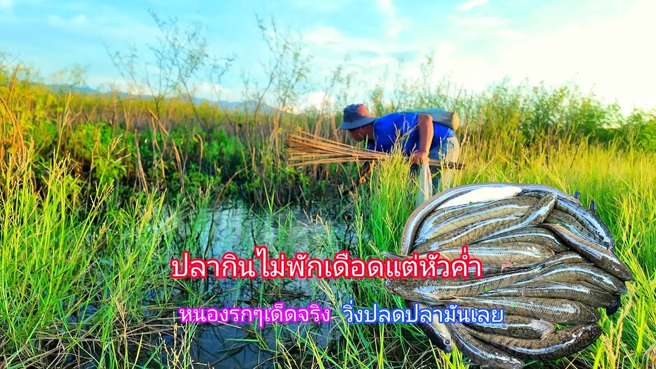 ปลากินดีแบบนี้ไม่ตัองพัก วิ่งปลดปลาแทบไม่ทันใส่เบ็ดเหยื่อเขียดหนองรกๆแบบนี้เด็ดจริงๆ