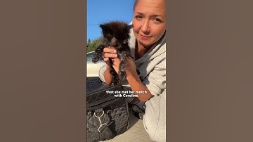 Micro Kitten Befriends An Eyeless Kitten 💕 | The Dodo