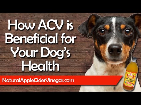 9-benefits-of-using-apple-cider-vinegar-for-dogs-health