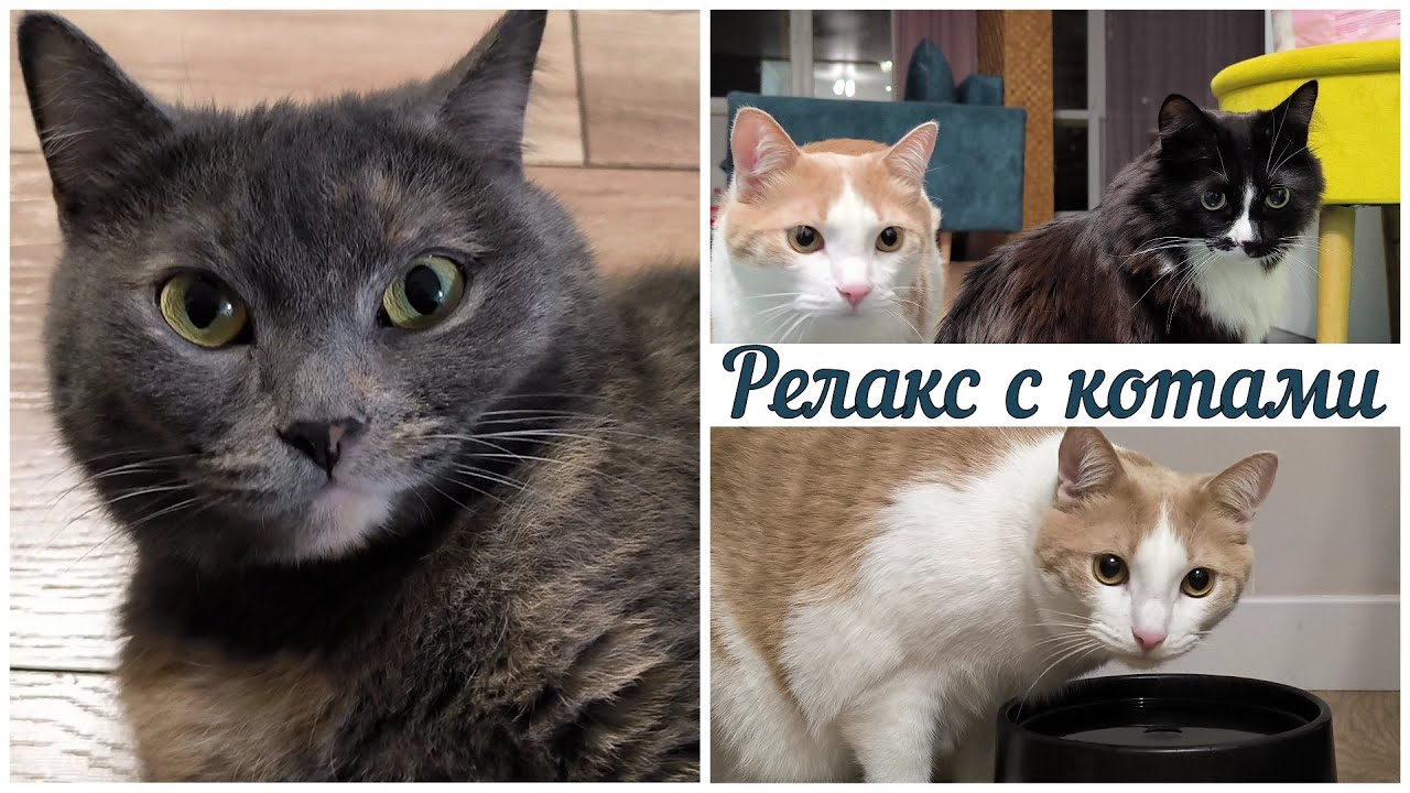 Кототерапия