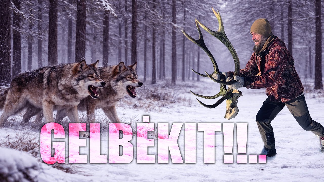 Vilkas Prieš Žmogų: Kas Gresia Ir Kaip Elgtis. Įdomiausios Istorijos Iš Susitikimų Su Vilkais