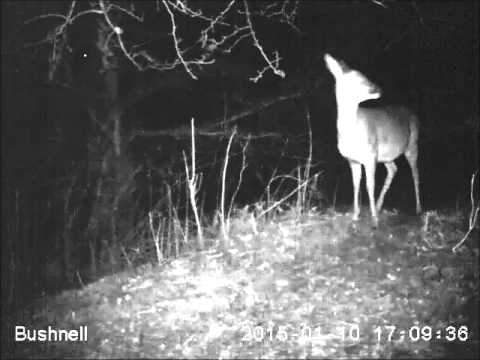 Barking Roe Deer