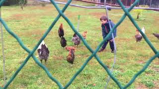 ATTAQUE JEUNE COQ SUR ENFANT DE 7 ans - COURSE POURSUITE MÉMORABLE ! 🤣