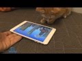 Игры для кошек на iPad: Game for Cats, Paint for Cats и Catzilla