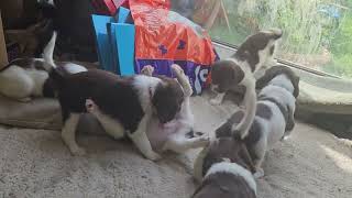 5 Week Old Puppy English Springer Spaniel Puppy's Plyaytime by Wixy Belle 84 views 10 days ago 4 minutes, 32 seconds