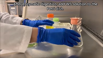 Rice protoplast isolation