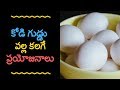 కోడి గుడ్డు వల్ల కలగే ప్రయోజనాలు || Egg Benefits in Telugu