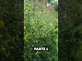 agricoltura #rigenerativa e non solo PARTE 4 | Orto dello chef - #Documentario #mattthefarmer #orto