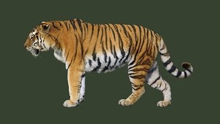 Animation of running tiger