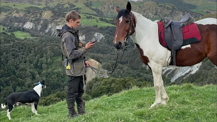 Wild hog hunting kiwi style New Zealand￼.￼