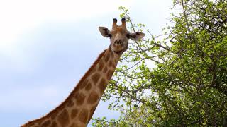 Animal#7- Wild animals in nature(Giraffe, Tiger, Elephant, Hippo and Birds)