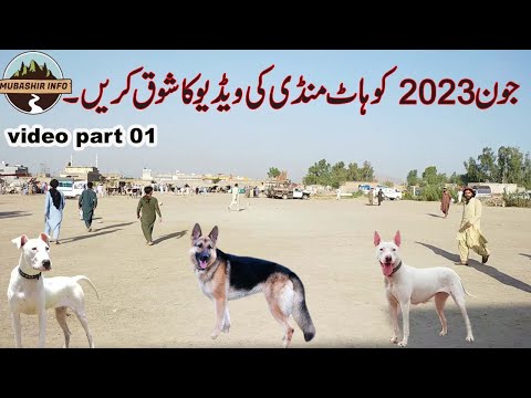 04 06 2023 dog Mandi Peshawar | German shepherd puppies | gultair dog | bully dog | Rottweiler |