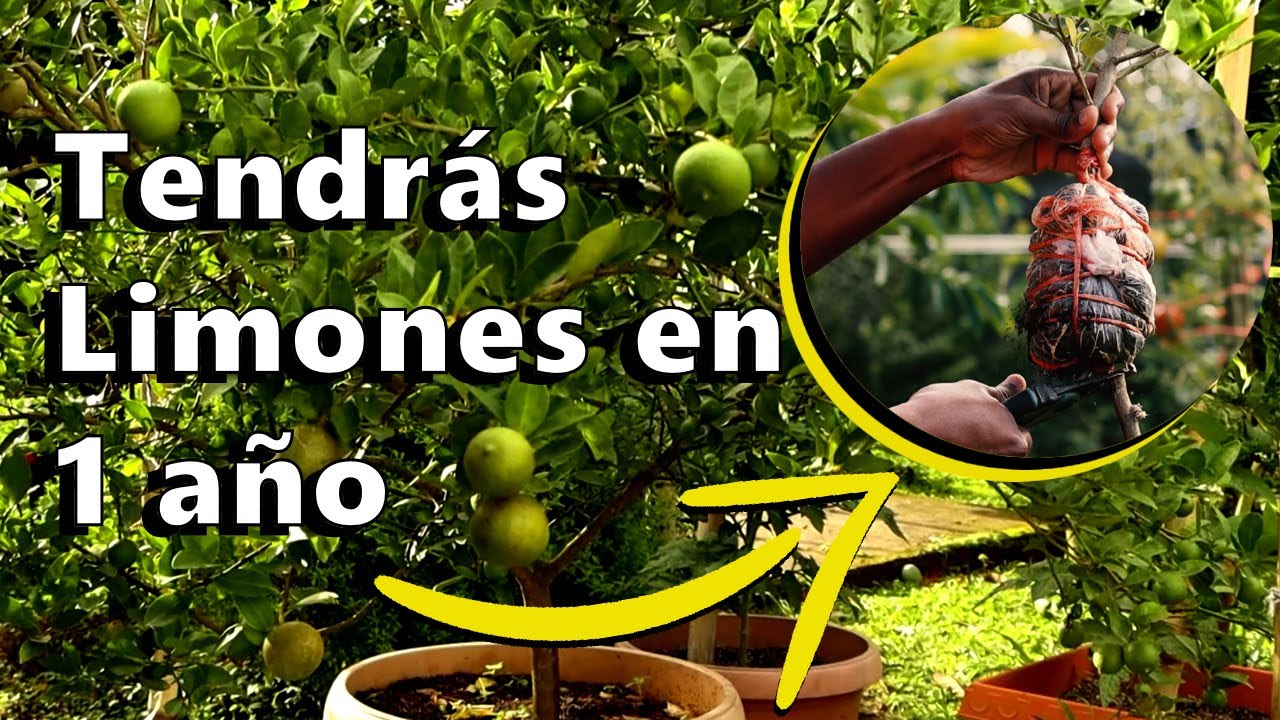 Plantar un limonero en una maceta