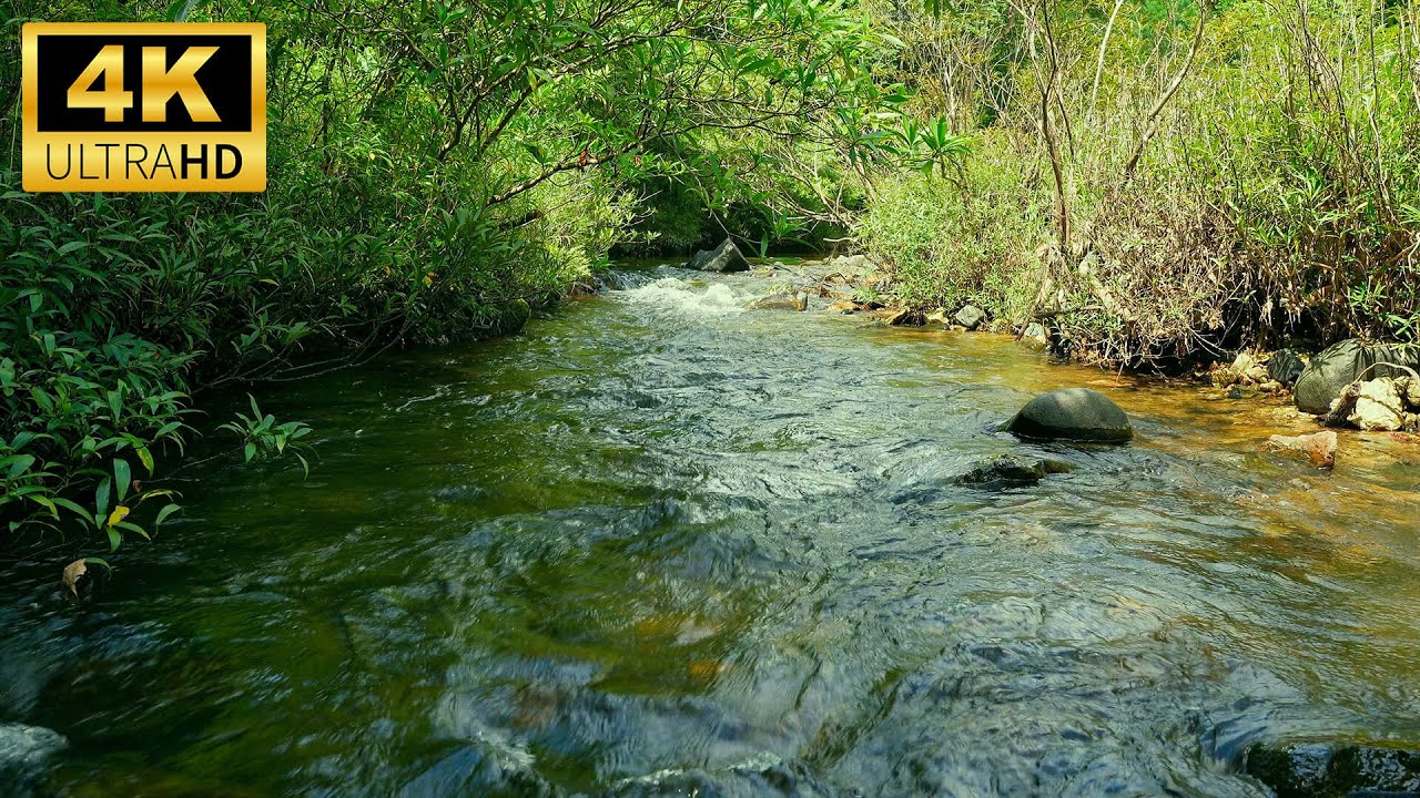 Peaceful Forest Stream Sounds | Gentle Flow & Whispering Trees | Relaxing ASMR for Deep Sleep