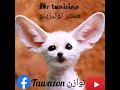 برشا طاقة إيجابية مع مستر تونيزينو