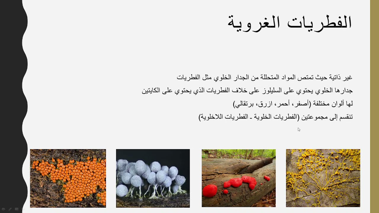 الطلائعيات الشبيهة بالفطريات