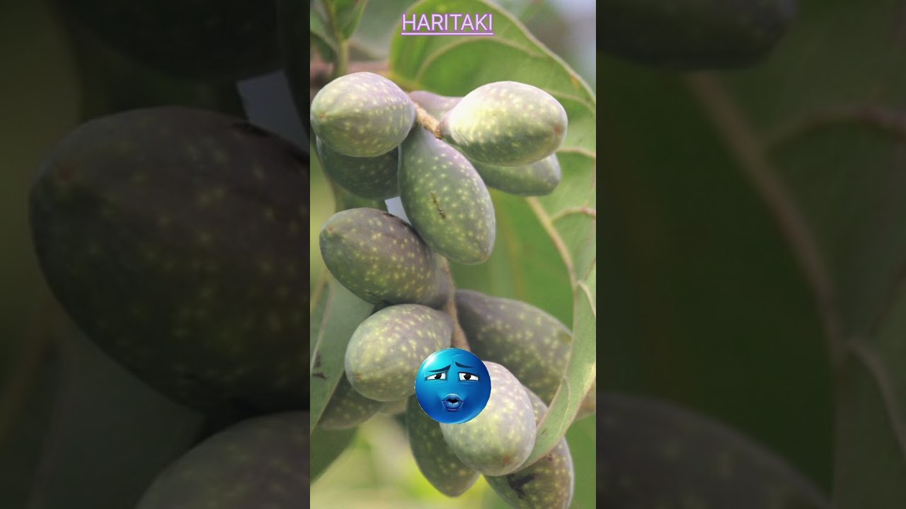 DRUG NO 2 🌿 HARITAKI  All Notes in description