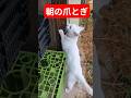 ♯爪とぎ♯秋ちゃん♯柱がボロボロ♯cat♯2025 .9.4