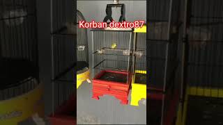 Korban dextro87 paruh pleci hampir sobek