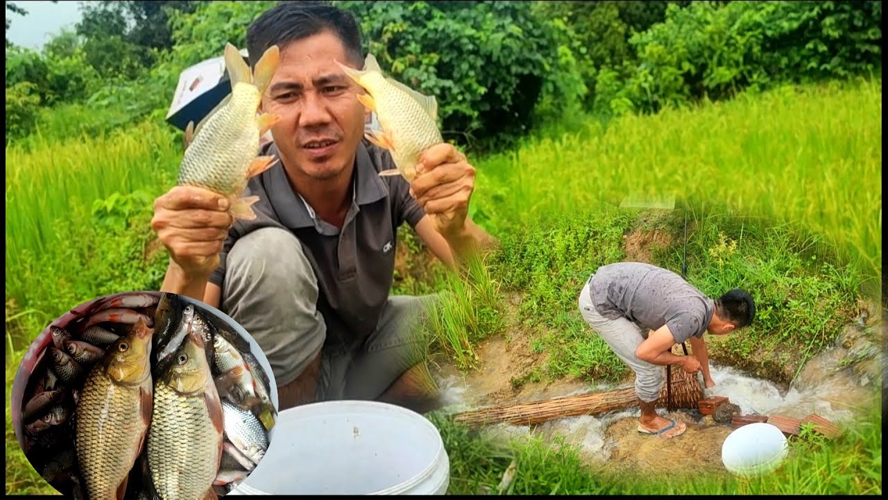 cuab ntses nqis dej mag ntau kawg li hnub no os.1/10/2025