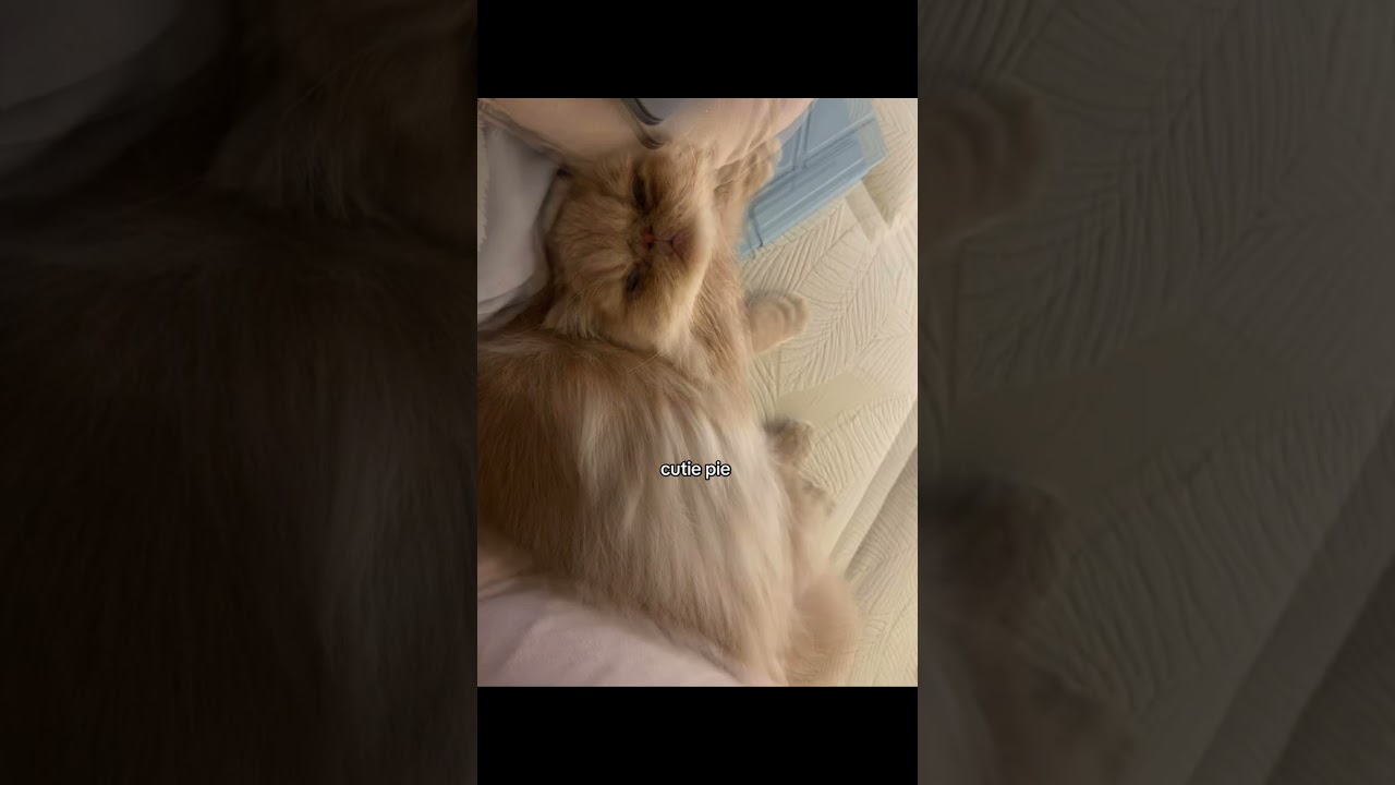 Просто очаровательный малыш 🥹🐾