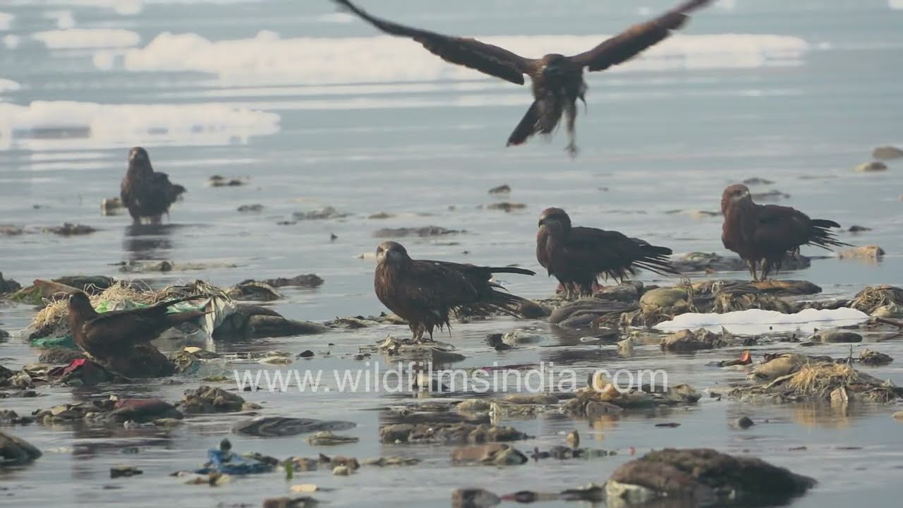 Black Kites forage along the polluted Yamuna river: A stark glimpse of wildlife amidst garbage
