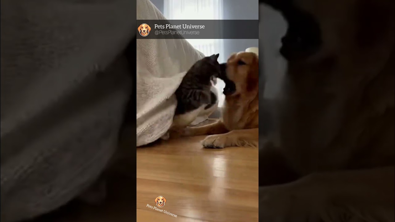 Funny Cat Jumps on Dog from Under Blanket
