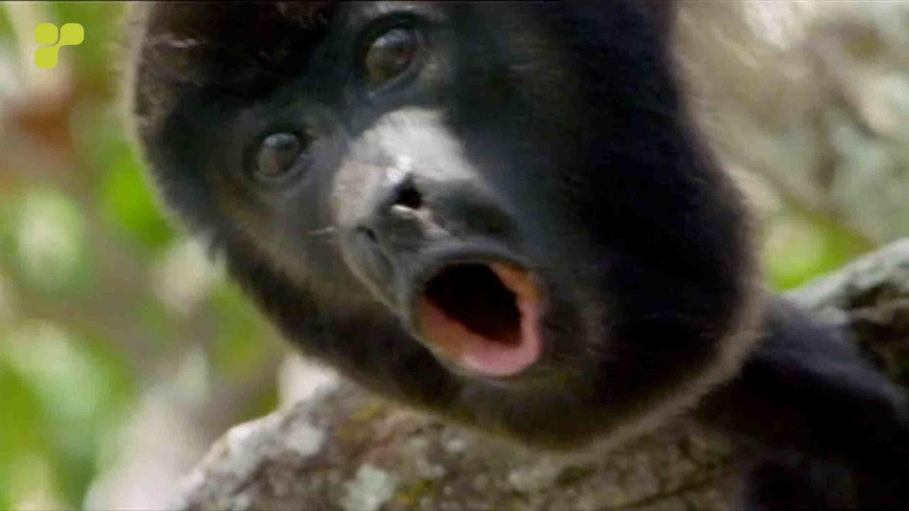 Union Jack Gibbon [Platipus] *Official Video* YouTube