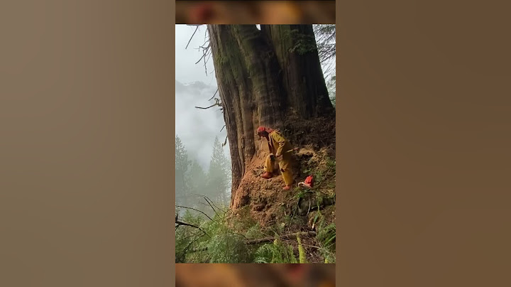 Dangerous Biggest Tree Cutting on Earth (2022) ! ChainSaw Cutting #Shorts