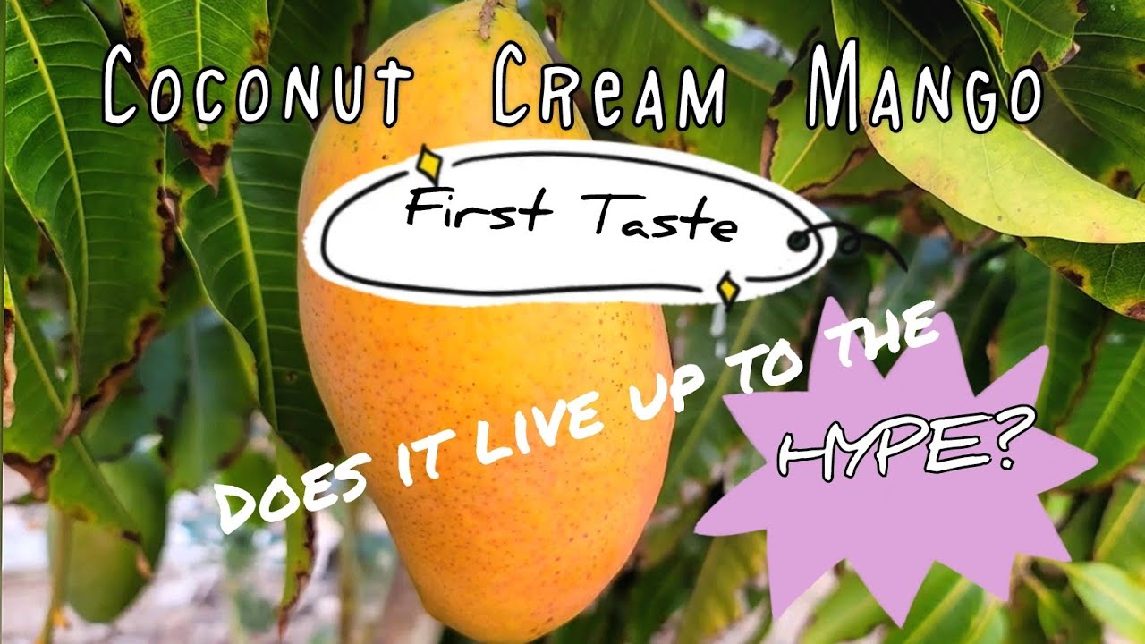 Tasting Coconut Cream Mango: Does it Live Up to the Hype?