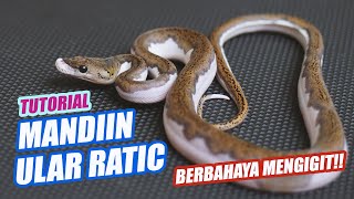 mandiin ular retic penuh resiko by Nextpets Channel 466 views 1 year ago 8 minutes, 29 seconds