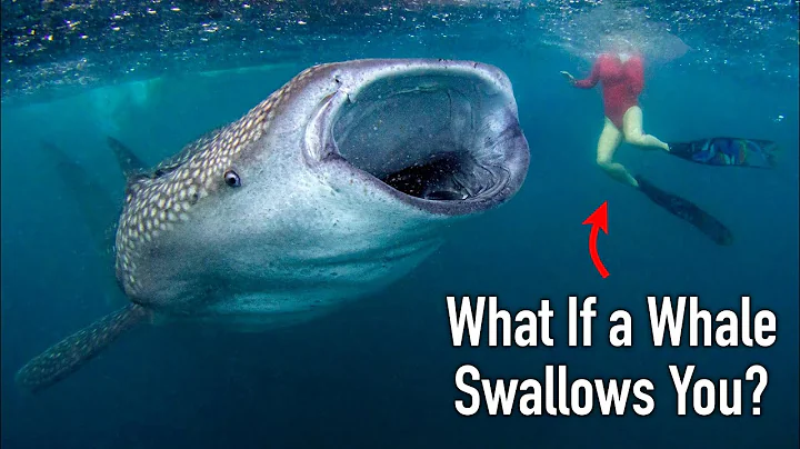 What If You Get Swallowed by a Whale? | How to Survive?