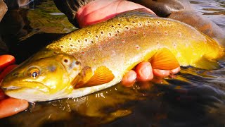 The BEST TROUT FISHING Of My Entire LIFE! (Browns & Rainbows)