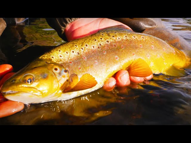 The BEST TROUT FISHING Of My Entire LIFE! (Browns & Rainbows) 