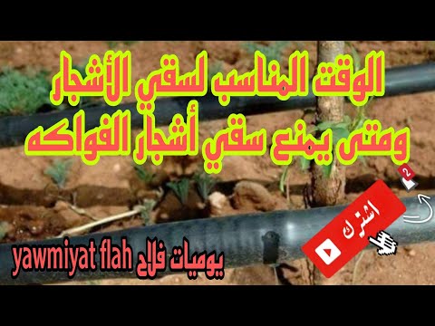 بداية سقي أشجار الفواكه بالكوتاكوت