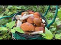 Грибы в Карелии. Тихая охота