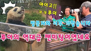 맙소사!! 💥루이바오 가 갑자기 달려와 팬 미팅을 시작했어요🤣🤣강바오님 할부지와 관객들 모두 그 광경에 깜짝 놀랐답니다🤣ㅋㅋ