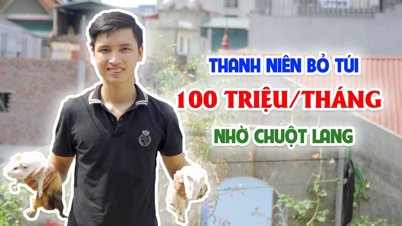 Bỏ túi 100 triệu/tháng từ nuôi chuột Lang || Mô hình &... - youtube