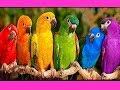 Учим цвета  Смешиваем краски Видео для детей Learning colors Mixing colors Video for children