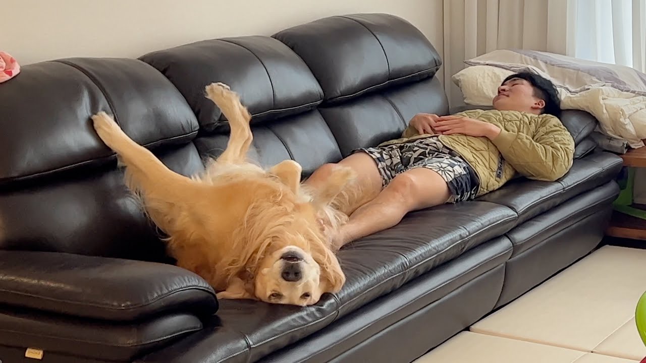 자기가 아끼는 애착소파 자리를 뺏기자 참교육 들어간 리트리버 ㅋㅋㅋ