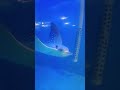 Giant ocean manta ray #sivisam84#blue trending song shorts