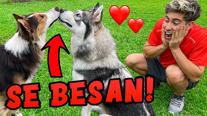 I INTRODUCE YOU TO MY DOGGY'S BOYFRIEND!!!