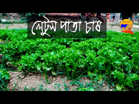 ভিডিও: আমি কখন লেটুস রোপণ শুরু করব?