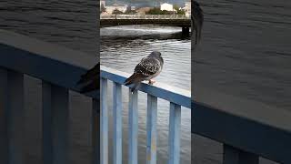 Y se marchó y a su barco le llamó tras tras... #short #paloma
